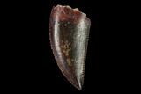 Serrated, Raptor Tooth - Real Dinosaur Tooth #158940-1